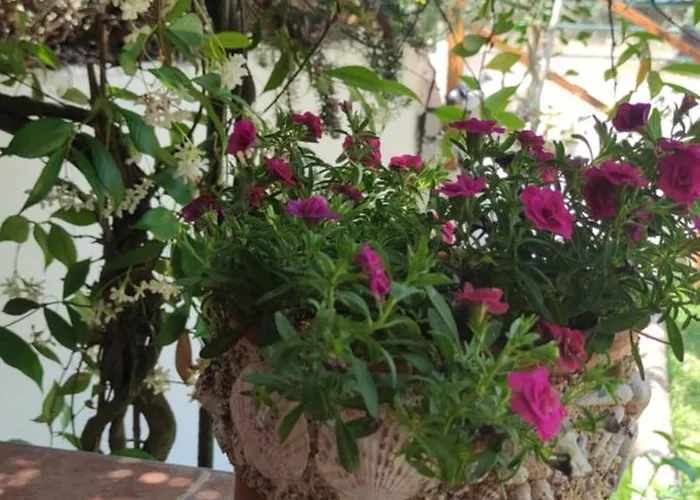 度假居 Diogenis 沃尔沃罗